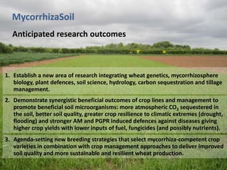 MycorrhizaSoil
1. Establish a new area of research integrating wheat genetics, mycorrhizosphere
biology, plant defences, soil science, hydrology, carbon sequestration and tillage
management.
2. Demonstrate synergistic beneficial outcomes of crop lines and management to
promote beneficial soil microorganisms: more atmospheric CO2 sequestered in
the soil, better soil quality, greater crop resilience to climatic extremes (drought,
flooding) and stronger AM and PGPR induced defences against diseases giving
higher crop yields with lower inputs of fuel, fungicides (and possibly nutrients).
3. Agenda-setting new breeding strategies that select mycorrhiza-competent crop
varieties in combination with crop management approaches to deliver improved
soil quality and more sustainable and resilient wheat production.
Anticipated research outcomes
 
