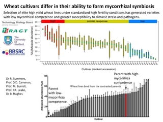 Wheat cultivars differ in their ability to form mycorrhizal symbiosis
Dr R. Summers,
Prof. D.D. Cameron,
Prof. M. Burrell,
Prof. J.R. Leake,
Dr B. Hughes
Selection of elite high yield wheat lines under standardized high fertility conditions has generated varieties
with low mycorrhizal competence and greater susceptibility to climatic stress and pathogens.
Parent
with low-
mycorrhiza
competence
Parent with high-
mycorrhiza
competence
Wheat lines bred from the contrasted parents
 