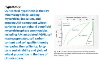 Hypothesis:
Our central hypothesis is that by
minimizing tillage, adding
mycorrhizal inoculum, and
growing AM-competent wheat
varieties we can rebuild beneficial
mycorrhizosphere communities
including AM associated PGPR, soil
macroaggregates, soil carbon
content and soil quality thereby
increasing the resilience, long-
term sustainability and yield of
wheat production in the face of
climate stress.
 