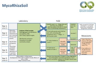 MycoRhizaSoil
 