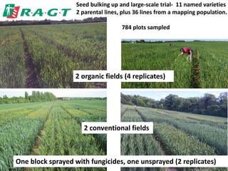 Seed bulking up and large-scale trial- 11 named varieties
2 parental lines, plus 36 lines from a mapping population.
784 plots sampled
2 organic fields (4 replicates)
2 conventional fields
One block sprayed with fungicides, one unsprayed (2 replicates)
 