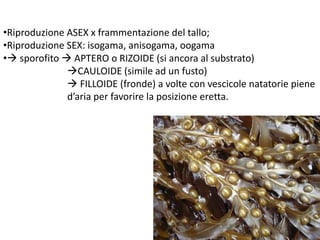 Le alghe | PPTX