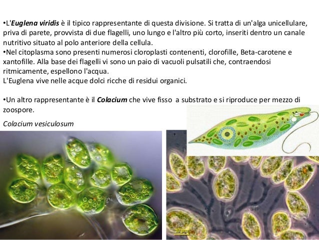 I Corpi Vegetativi Delle Alghe Le alghe