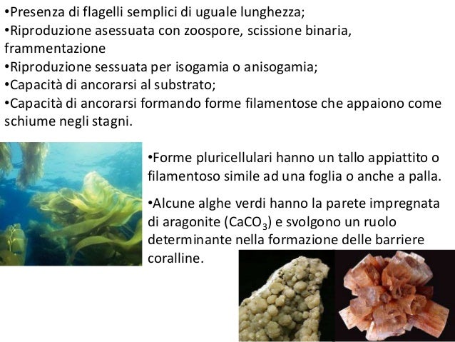 I Corpi Vegetativi Delle Alghe Le alghe