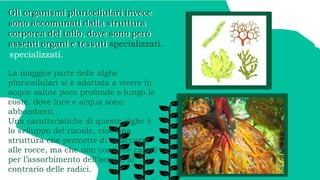 LE ALGHE.pptx .......................... | PPTX
