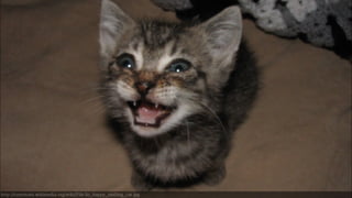 http://commons.wikimedia.org/wiki/File:So_happy_smiling_cat.jpg 
 