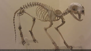 http://commons.wikimedia.org/wiki/File:Cat_skeleton_-Booth_Museum,_Brighton_and_Hove,_East_Sussex,_England-20Oct2011.jpg 
 