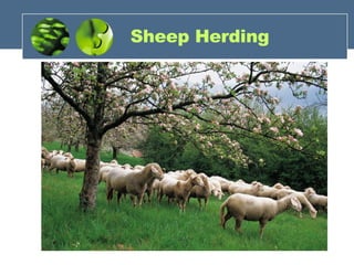 Sheep Herding 