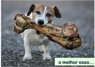 o melhor osso…

 