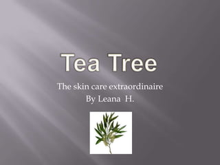 Tea Tree The skin care extraordinaire By Leana  H.  
