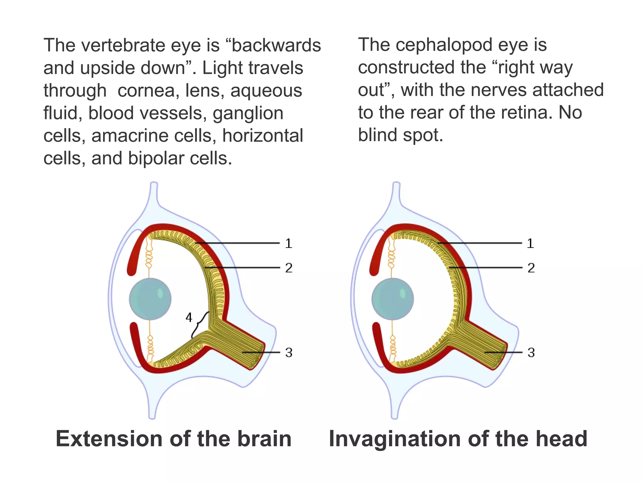 The vertebrate eye is “backwards
and upside down”. Light travels
through cornea, lens, aqueous
fluid, blood vessels, ganglion
cells, amacrine cells, horizontal
cells, and bipolar cells.
The cephalopod eye is
constructed the “right way
out”, with the nerves attached
to the rear of the retina. No
blind spot.
Extension of the brain Invagination of the head
 
