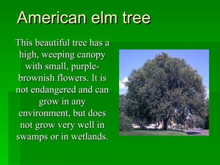 American elm tree This beautiful tree has a high, weeping canopy with small, purple-brownish flowers. It is not endangered and can grow in any environment, but does not grow very well in swamps or in wetlands. 
