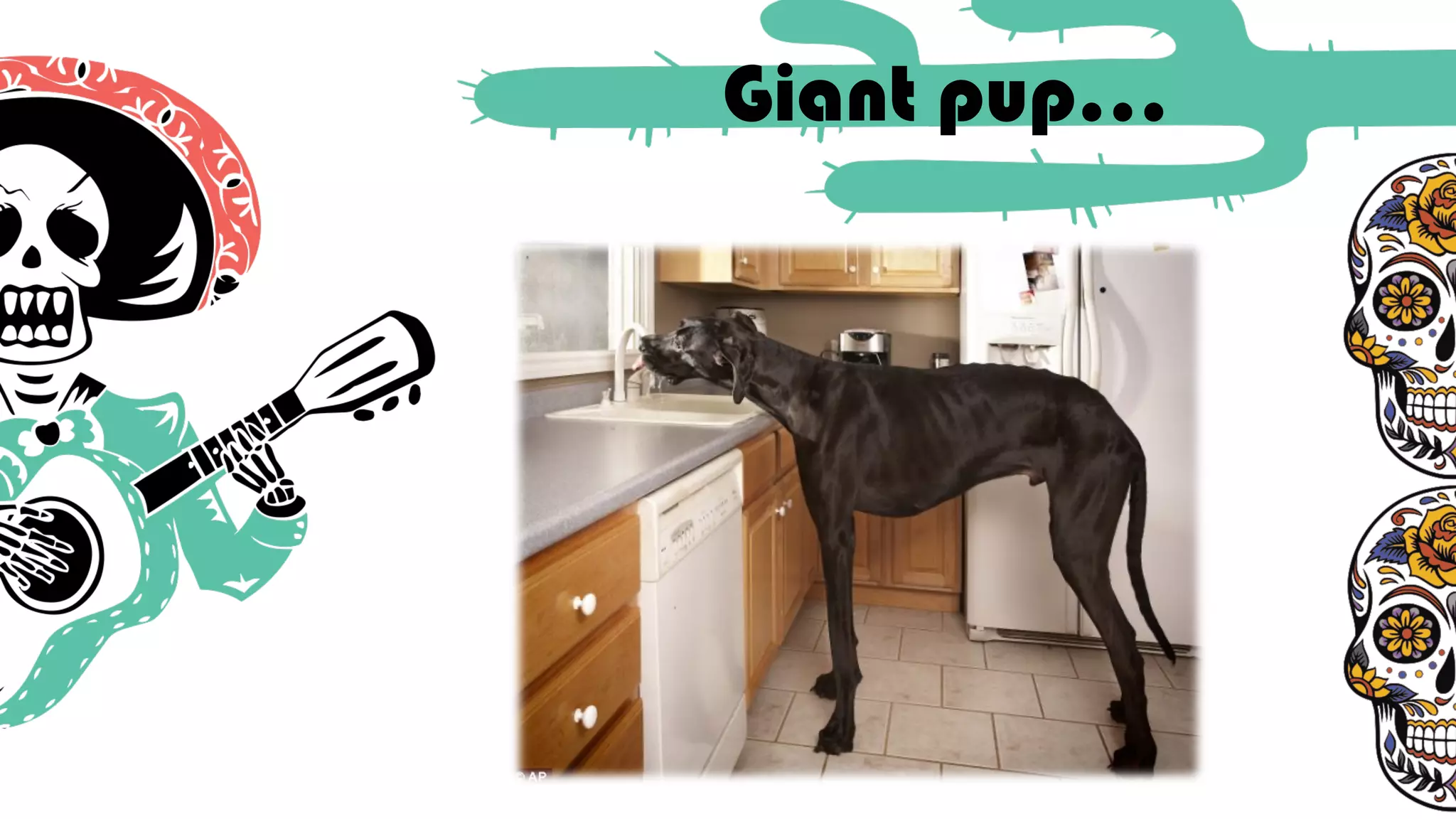 Giant pup…
 