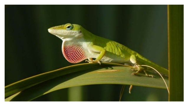CHEN LIZARD PDF DOWNLOAD CHEN LIZARD PDF DOWNLOAD