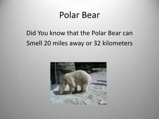Polar BearDid You know that the Polar Bear canSmell 20 miles away or 32 kilometers