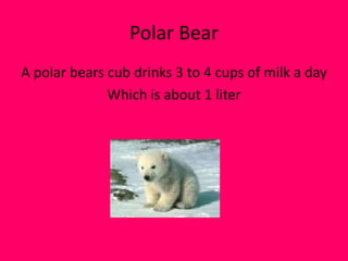 Polar BearA polar bears cub drinks 3 to 4 cups of milk a dayWhich is about 1 liter