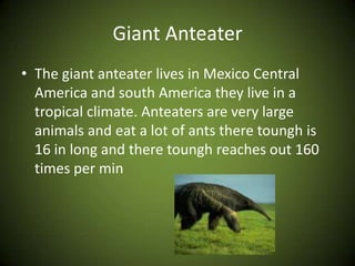 Giant AnteaterThe giant anteater lives in Mexico Central America and south America they live in a tropical climate. Anteaters are very large animals and eat a lot of ants there toungh is 16 in long and there toungh reaches out 160 times per min