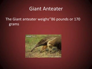 Giant AnteaterThe Giant anteater weighs‘’86 pounds or 170 grams