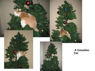 A Canadian Cat 