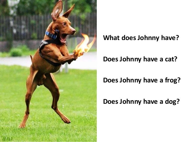 basic english story the good dog