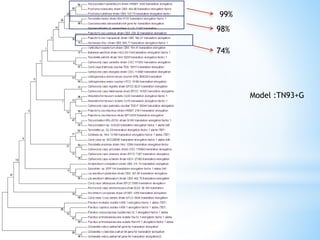 Learn how to draw a phylogenetic tree by mega software | PPTX