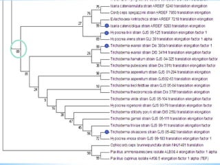 Learn how to draw a phylogenetic tree by mega software | PPTX