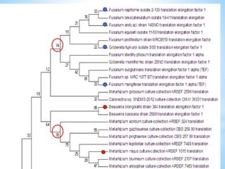 Learn how to draw a phylogenetic tree by mega software | PPTX