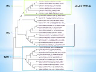 Learn how to draw a phylogenetic tree by mega software | PPTX