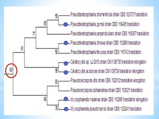 Learn how to draw a phylogenetic tree by mega software | PPTX