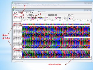 Learn how to draw a phylogenetic tree by mega software | PPTX