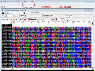 Learn how to draw a phylogenetic tree by mega software | PPTX