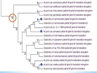 Learn how to draw a phylogenetic tree by mega software | PPT