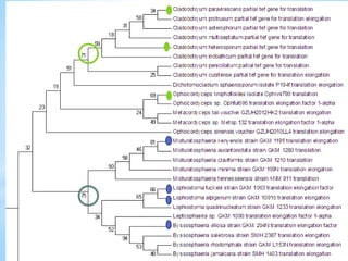 Learn how to draw a phylogenetic tree by mega software | PPT