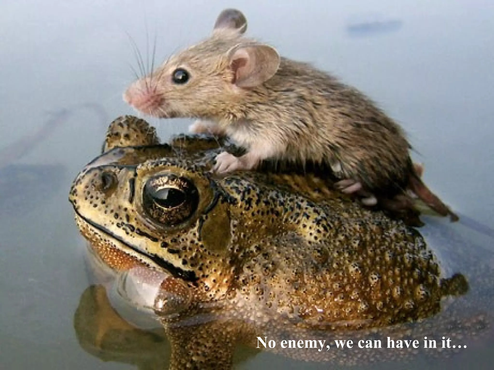 Love is so blind… No enemy, we can have in it… 