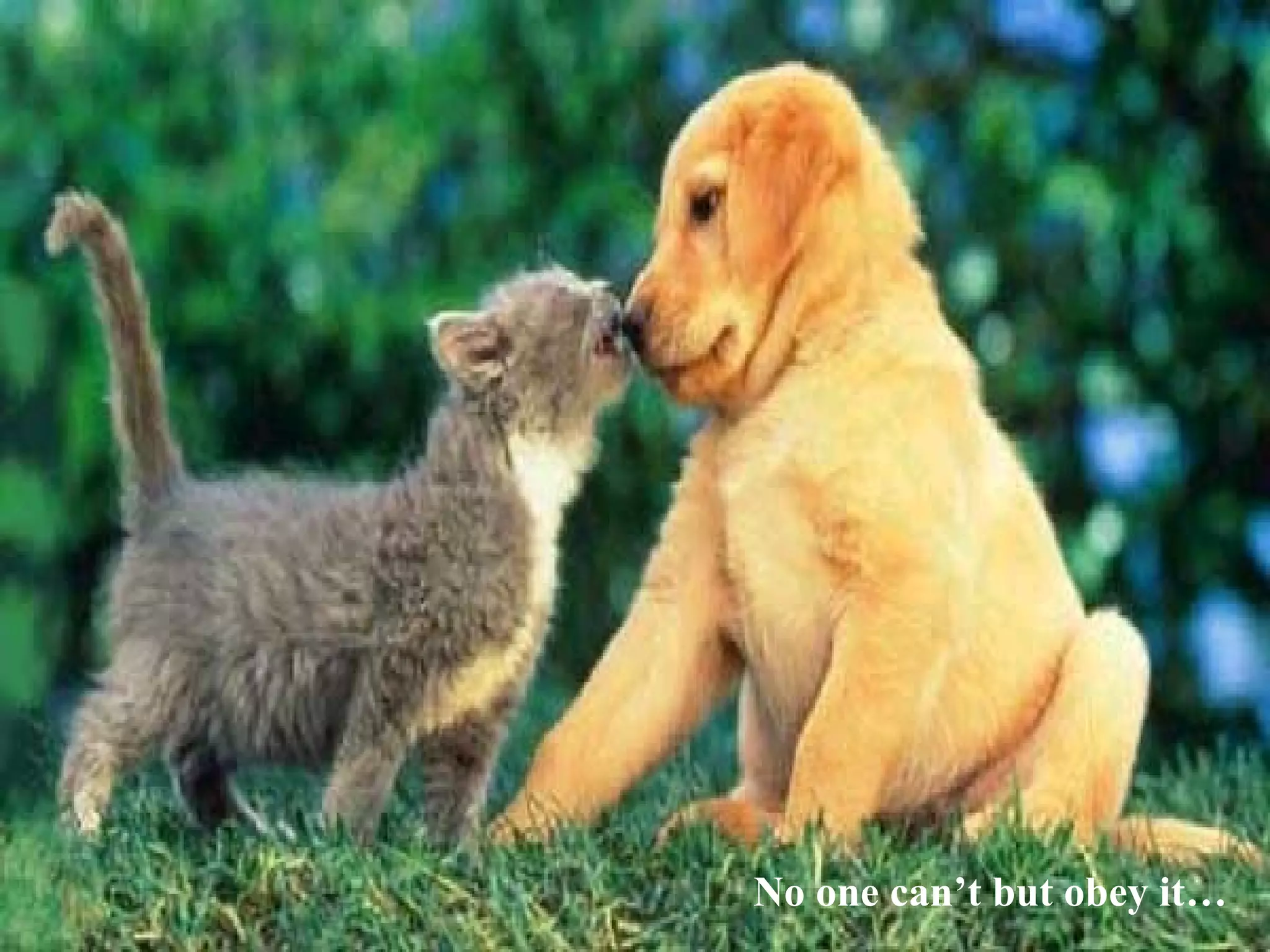 Love is so aggressive… No one can’t but obey it… 