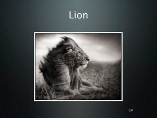 Lion




       14
 