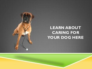 LEARN ABOUT
  CARING FOR
YOUR DOG HERE
 