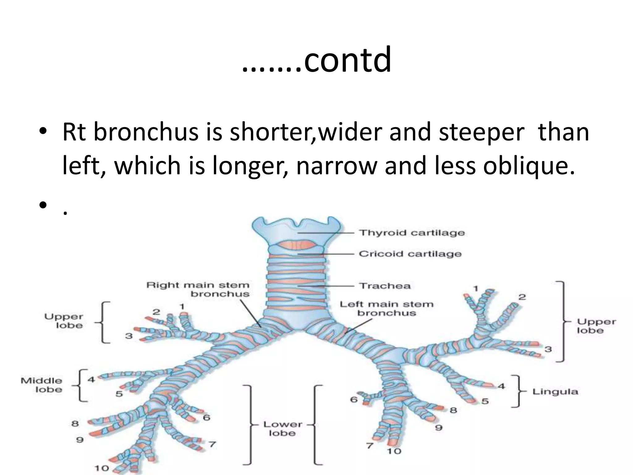 Less Steeper Learn Chest X-Ray With Its Normal Positioning & Radio-Anatomy | PPTX