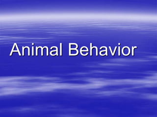Animal Behavior
 