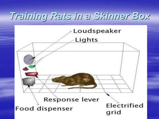 Training Rats in a Skinner Box
 