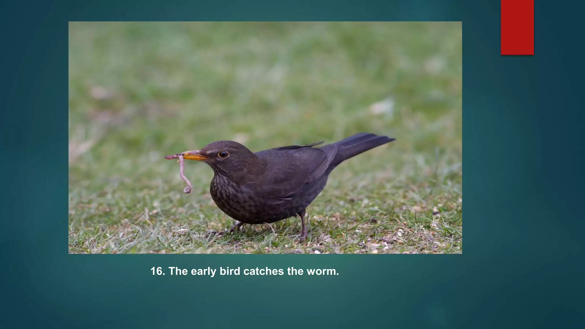 16. The early bird catches the worm.
 