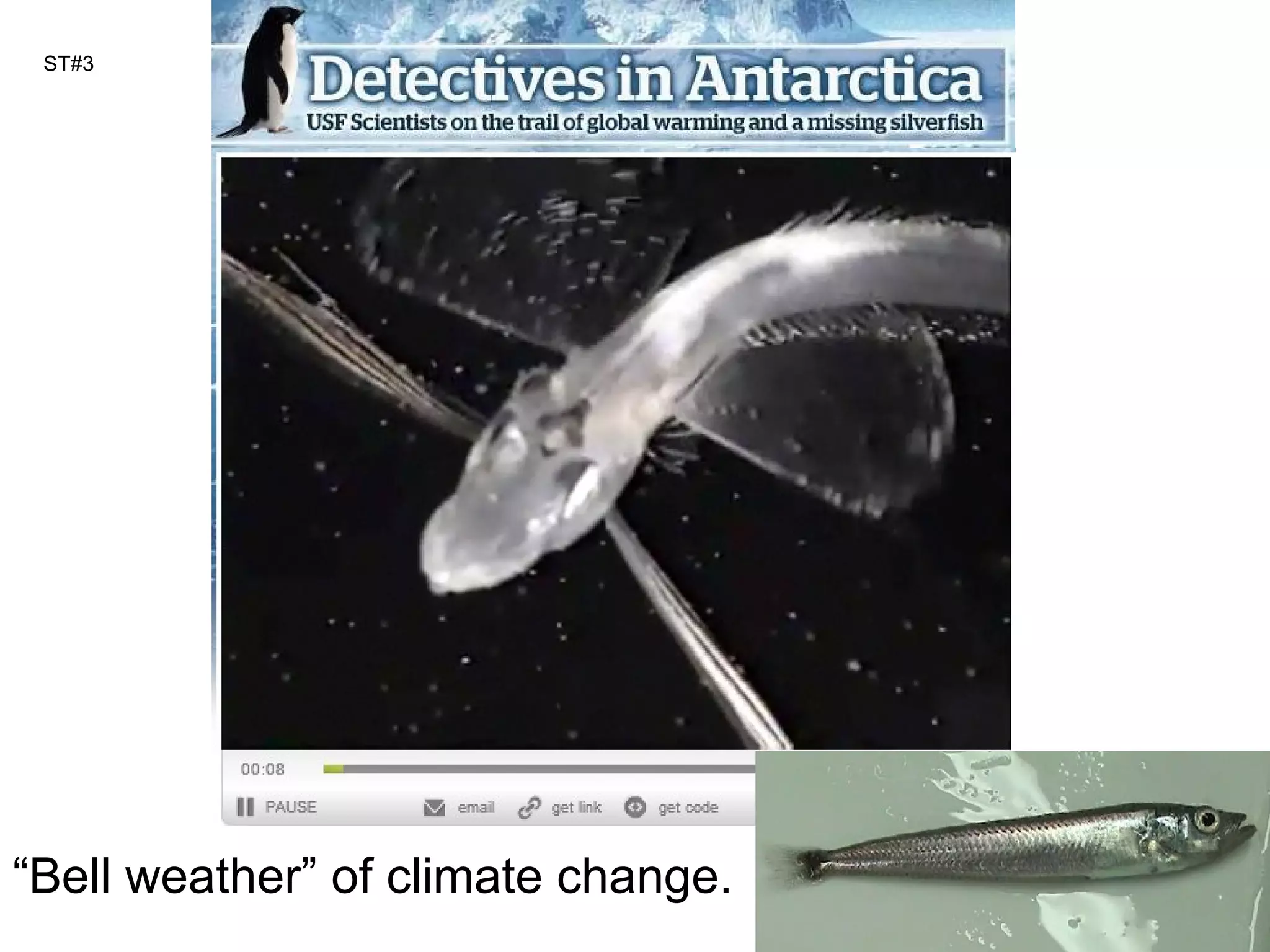 ST#3 “ Bell weather” of climate change. 