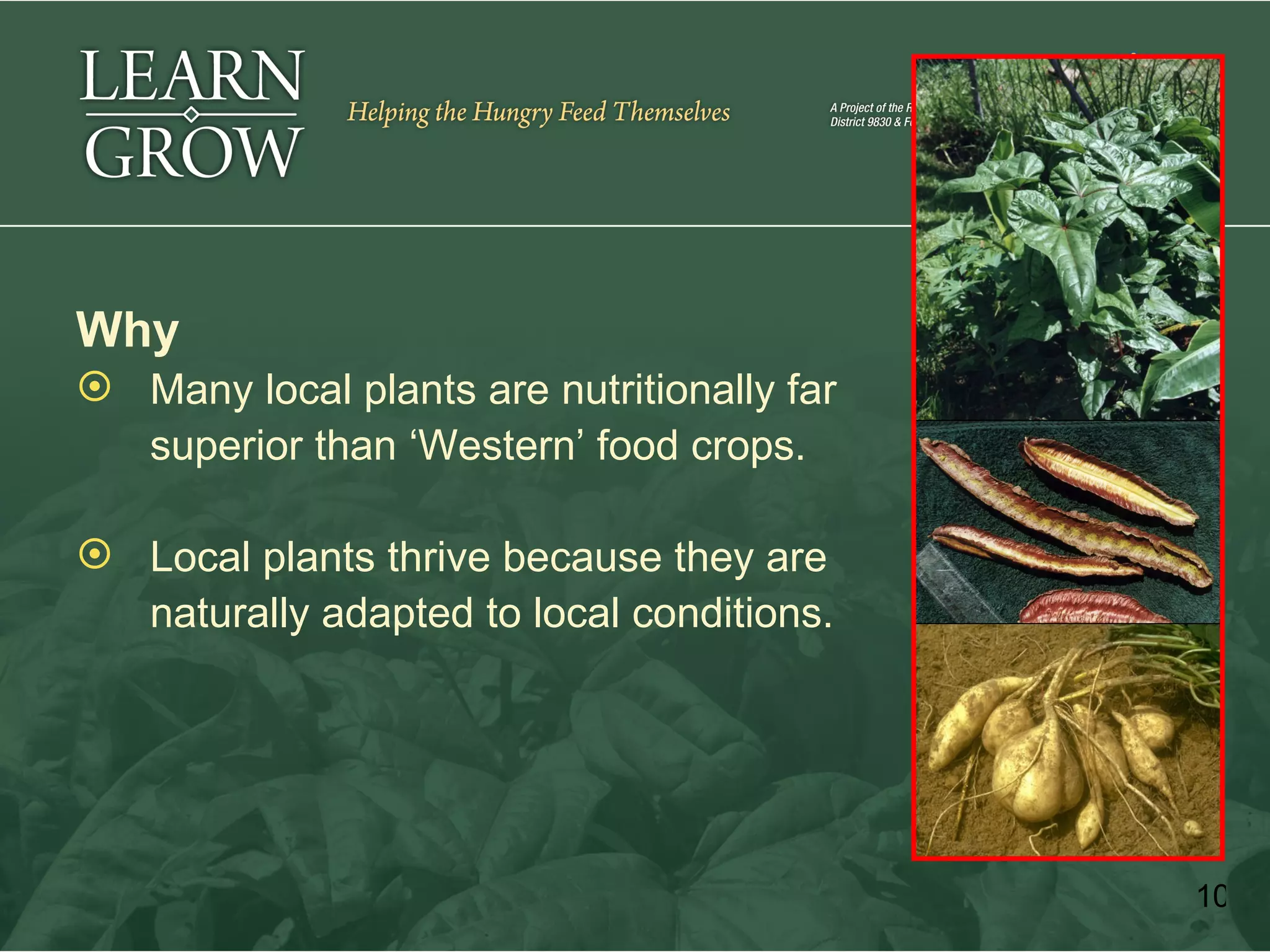 Why
 Many local plants are nutritionally far
  superior than ‘Western’ food crops.

 Local plants thrive because they are
  naturally adapted to local conditions.




                                            10
 