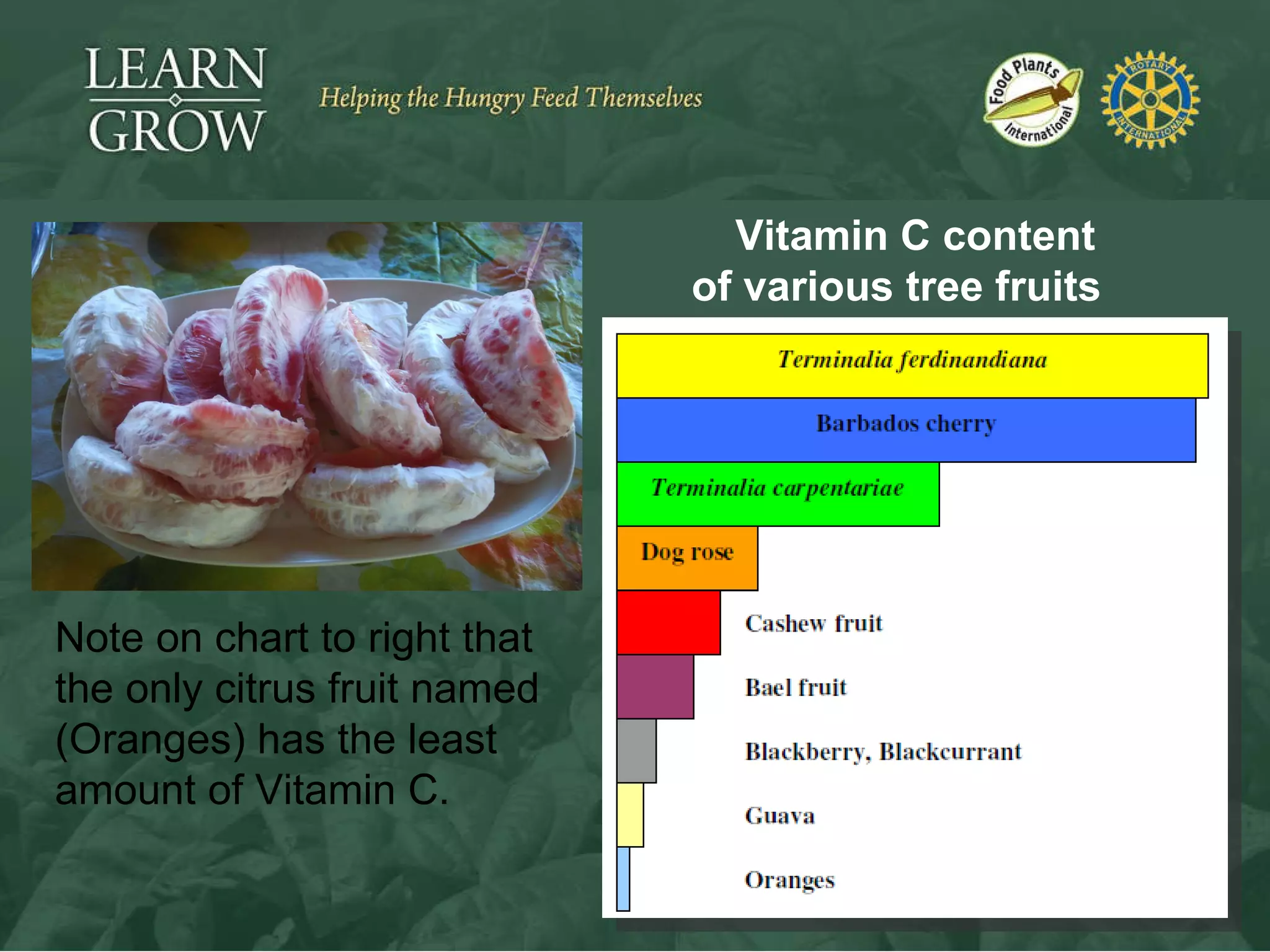 Vitamin C content of various tree fruits   Note on chart to right that the only citrus fruit named (Oranges) has the least amount of Vitamin C. 