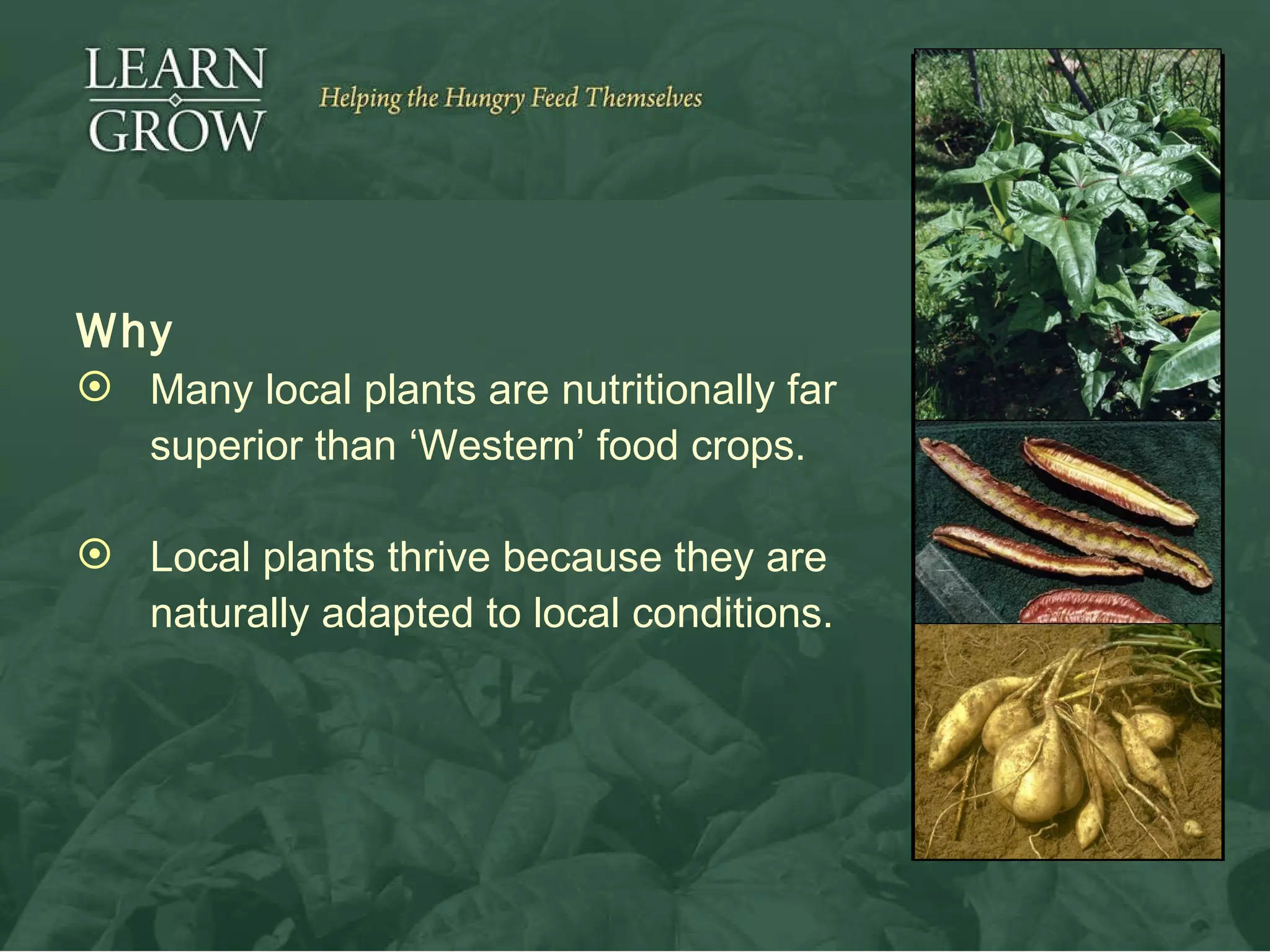 Why Many local plants are nutritionally far superior  than ‘Western’ food crops. Local plants thrive because they are naturally adapted to local conditions. 