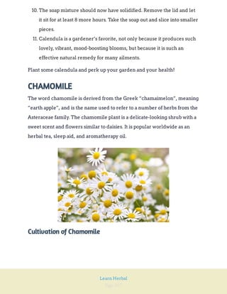 Page 107
Learn Herbal
10. The soap mixture should now have solidified. Remove the lid and let
it sit for at least 8 more hours. Take the soap out and slice into smaller
pieces.
11. Calendula is a gardener’s favorite, not only because it produces such
lovely, vibrant, mood-boosting blooms, but because it is such an
effective natural remedy for many ailments.
Plant some calendula and perk up your garden and your health!
CHAMOMILE
The word chamomile is derived from the Greek “chamaimelon”, meaning
“earth apple”, and is the name used to refer to a number of herbs from the
Asteraceae family. The chamomile plant is a delicate-looking shrub with a
sweet scent and flowers similar to daisies. It is popular worldwide as an
herbal tea, sleep aid, and aromatherapy oil.
Cultivation of Chamomile
 