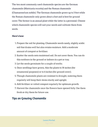 Page 108
Learn Herbal
The two most commonly used chamomile species are the German
chamomile (Matricaria recutita) and the Roman chamomile
(Chamaemelum nobile). The German chamomile grows up to 3 feet while
the Roman chamomile only grows about a foot and is best for ground
cover. The former is an annual plant while the latter is a perennial. Choose
which chamomile species will suit your needs and cultivate them from
seeds.
Here’s how:
1. Prepare the soil for planting. Chamomile needs sandy, slightly acidic
soil that drains well but also retains moisture. Add a moderate
amount of compost or fertilizer.
2. Scatter the seeds onto moistened soil. Do not cover them. You can do
this outdoors in the ground or indoors in a pot or tray.
3. Let the seeds germinate for a couple of weeks.
4. Once seedlings have grown, thin the plants to 18 inches (for
ornamental purposes) or to 6 inches (for ground cover).
5. Though chamomile plants are resistant to drought, watering them
regularly will keep their stems sturdy and upright.
6. Add fertilizer or rotted compost regularly for optimum growth.
7. Harvest the chamomile once the flowers have opened fully. Use them
fresh or dry them for future use.
Tips on Growing Chamomile
 