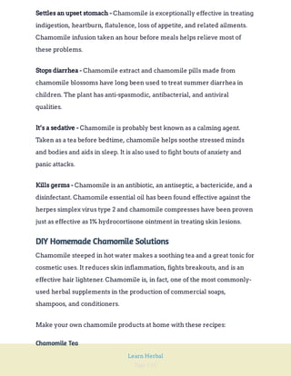 Page 110
Learn Herbal
Chamomile is exceptionally effective in treating
indigestion, heartburn, flatulence, loss of appetite, and related ailments.
Chamomile infusion taken an hour before meals helps relieve most of
these problems.
Settles an upset stomach -
Chamomile extract and chamomile pills made from
chamomile blossoms have long been used to treat summer diarrhea in
children. The plant has anti-spasmodic, antibacterial, and antiviral
qualities.
Stops diarrhea -
Chamomile is probably best known as a calming agent.
Taken as a tea before bedtime, chamomile helps soothe stressed minds
and bodies and aids in sleep. It is also used to fight bouts of anxiety and
panic attacks.
It’s a sedative -
Chamomile is an antibiotic, an antiseptic, a bactericide, and a
disinfectant. Chamomile essential oil has been found effective against the
herpes simplex virus type 2 and chamomile compresses have been proven
just as effective as 1% hydrocortisone ointment in treating skin lesions.
Kills germs -
DIY Homemade Chamomile Solutions
Chamomile steeped in hot water makes a soothing tea and a great tonic for
cosmetic uses. It reduces skin inflammation, fights breakouts, and is an
effective hair lightener. Chamomile is, in fact, one of the most commonly-
used herbal supplements in the production of commercial soaps,
shampoos, and conditioners.
Make your own chamomile products at home with these recipes:
Chamomile Tea
 