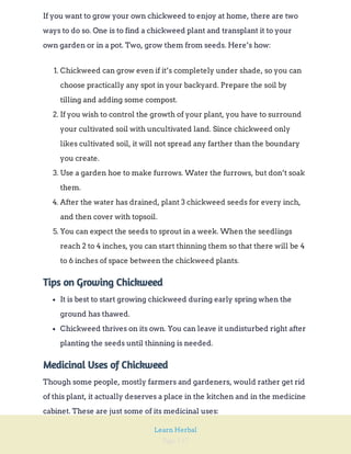Page 117
Learn Herbal
If you want to grow your own chickweed to enjoy at home, there are two
ways to do so. One is to find a chickweed plant and transplant it to your
own garden or in a pot. Two, grow them from seeds. Here’s how:
1. Chickweed can grow even if it’s completely under shade, so you can
choose practically any spot in your backyard. Prepare the soil by
tilling and adding some compost.
2. If you wish to control the growth of your plant, you have to surround
your cultivated soil with uncultivated land. Since chickweed only
likes cultivated soil, it will not spread any farther than the boundary
you create.
3. Use a garden hoe to make furrows. Water the furrows, but don’t soak
them.
4. After the water has drained, plant 3 chickweed seeds for every inch,
and then cover with topsoil.
5. You can expect the seeds to sprout in a week. When the seedlings
reach 2 to 4 inches, you can start thinning them so that there will be 4
to 6 inches of space between the chickweed plants.
Tips on Growing Chickweed
It is best to start growing chickweed during early spring when the
ground has thawed.
Chickweed thrives on its own. You can leave it undisturbed right after
planting the seeds until thinning is needed.
Medicinal Uses of Chickweed
Though some people, mostly farmers and gardeners, would rather get rid
of this plant, it actually deserves a place in the kitchen and in the medicine
cabinet. These are just some of its medicinal uses:
 