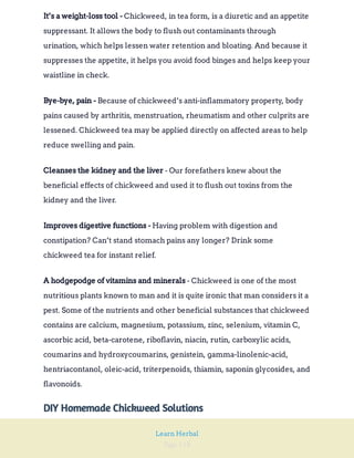 Page 118
Learn Herbal
Chickweed, in tea form, is a diuretic and an appetite
suppressant. It allows the body to flush out contaminants through
urination, which helps lessen water retention and bloating. And because it
suppresses the appetite, it helps you avoid food binges and helps keep your
waistline in check.
It’s a weight-loss tool -
Because of chickweed’s anti-inflammatory property, body
pains caused by arthritis, menstruation, rheumatism and other culprits are
lessened. Chickweed tea may be applied directly on affected areas to help
reduce swelling and pain.
Bye-bye, pain -
- Our forefathers knew about the
beneficial effects of chickweed and used it to flush out toxins from the
kidney and the liver.
Cleanses the kidney and the liver
Having problem with digestion and
constipation? Can’t stand stomach pains any longer? Drink some
chickweed tea for instant relief.
Improves digestive functions -
- Chickweed is one of the most
nutritious plants known to man and it is quite ironic that man considers it a
pest. Some of the nutrients and other beneficial substances that chickweed
contains are calcium, magnesium, potassium, zinc, selenium, vitamin C,
ascorbic acid, beta-carotene, riboflavin, niacin, rutin, carboxylic acids,
coumarins and hydroxycoumarins, genistein, gamma-linolenic-acid,
hentriacontanol, oleic-acid, triterpenoids, thiamin, saponin glycosides, and
flavonoids.
A hodgepodge of vitamins and minerals
DIY Homemade Chickweed Solutions
 